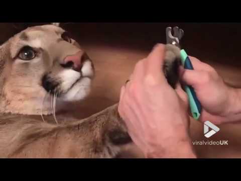 Owner cuts his domesticated cougars