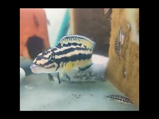Юлидохромис регара Кипили (Julidochromis regani Kipili)