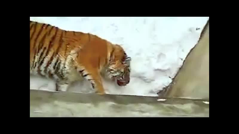 Мужчина не смог выйти из дома. Возле двери лежала тигрица,