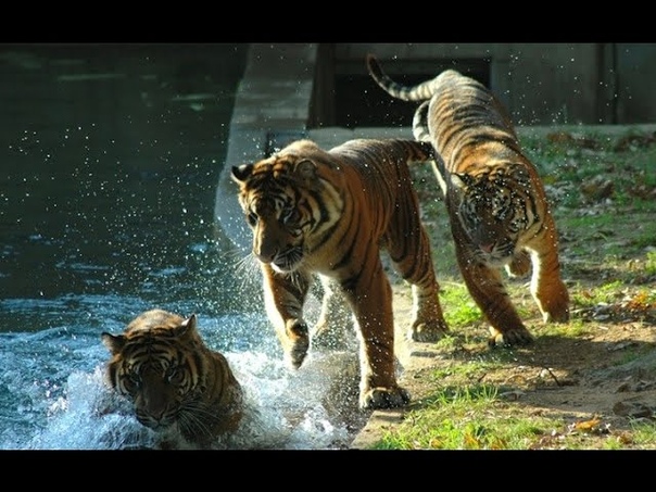Зоопарк с Динопарком, zoo