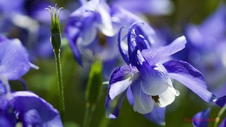 Аквилегия Изящные цветы Стихи  Красота Aquilegia Graceful flowers
