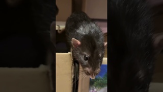 Татоша ловкий парень.  #rat #крысы #animal #животные
