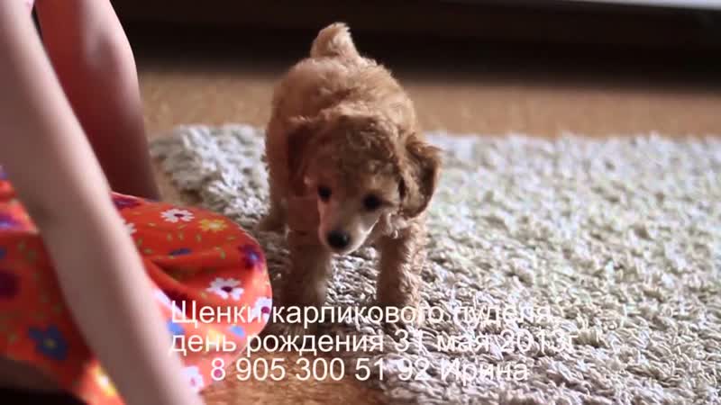 Видео месячного щенка карликового пуделя. Funny toy poodle puppy 1 month.
