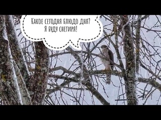 Ястреб-перепелятник в Птиченькином кафе всех напугал и забрал свой обед