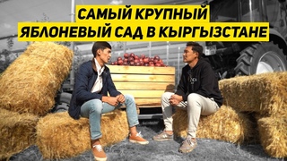 Агробизнес: крупнейший экспортер яблок, холодильные склады. Батырбек уулу Алымбек