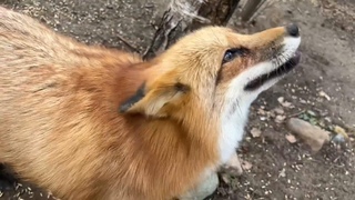 Алиса Лиса-Alice the Fox (Все Проснулись)