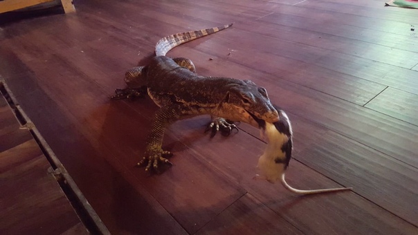 Ratatouille goes for a ride. ( Live