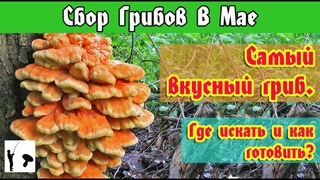 Где искать и как готовить Трутовик серно-жёлтый (ТСЖ) в 2021. Самый вкусный гриб