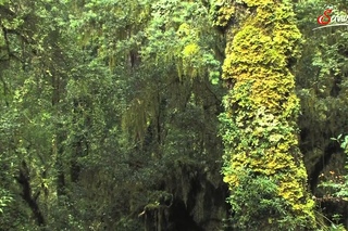 Дикая природа Анд (2011)