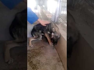 This Woman Saved This Stay Dog Who Cries Out of Fear Every Time He's Touched!