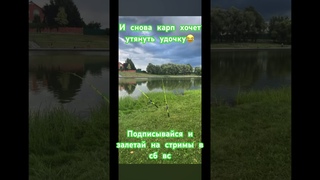 Чуть не утащил удочку #рыбалка #fishing #рек #топ #карп #поклевкакарпа #carpfishing #carp #природа