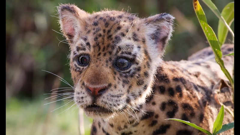 Robotic Spy Jaguar Cub Spy Caiman Get A Bit Too Close For