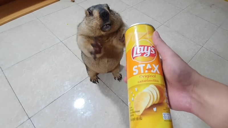 marmot eats french fries for the first