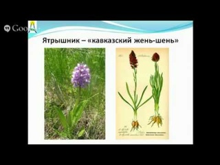 5 шагов к здоровому сыроедению Анна Зименская