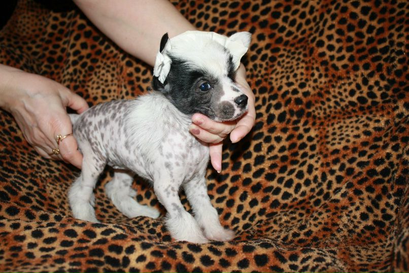 Дмитрий Липов | Зеленоград