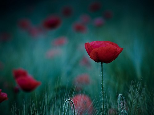 Кристина Восканянц | Москва