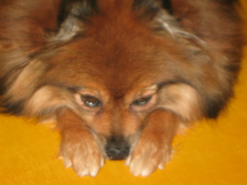 Анжелика Козина | Самара