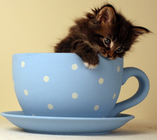 Марина Корсакова | Йошкар-Ола