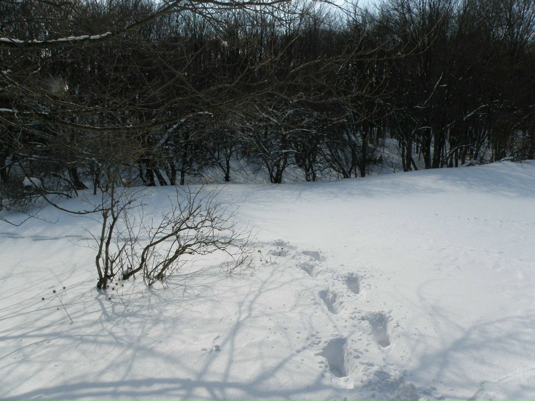 Мария Червоненко | Донецк