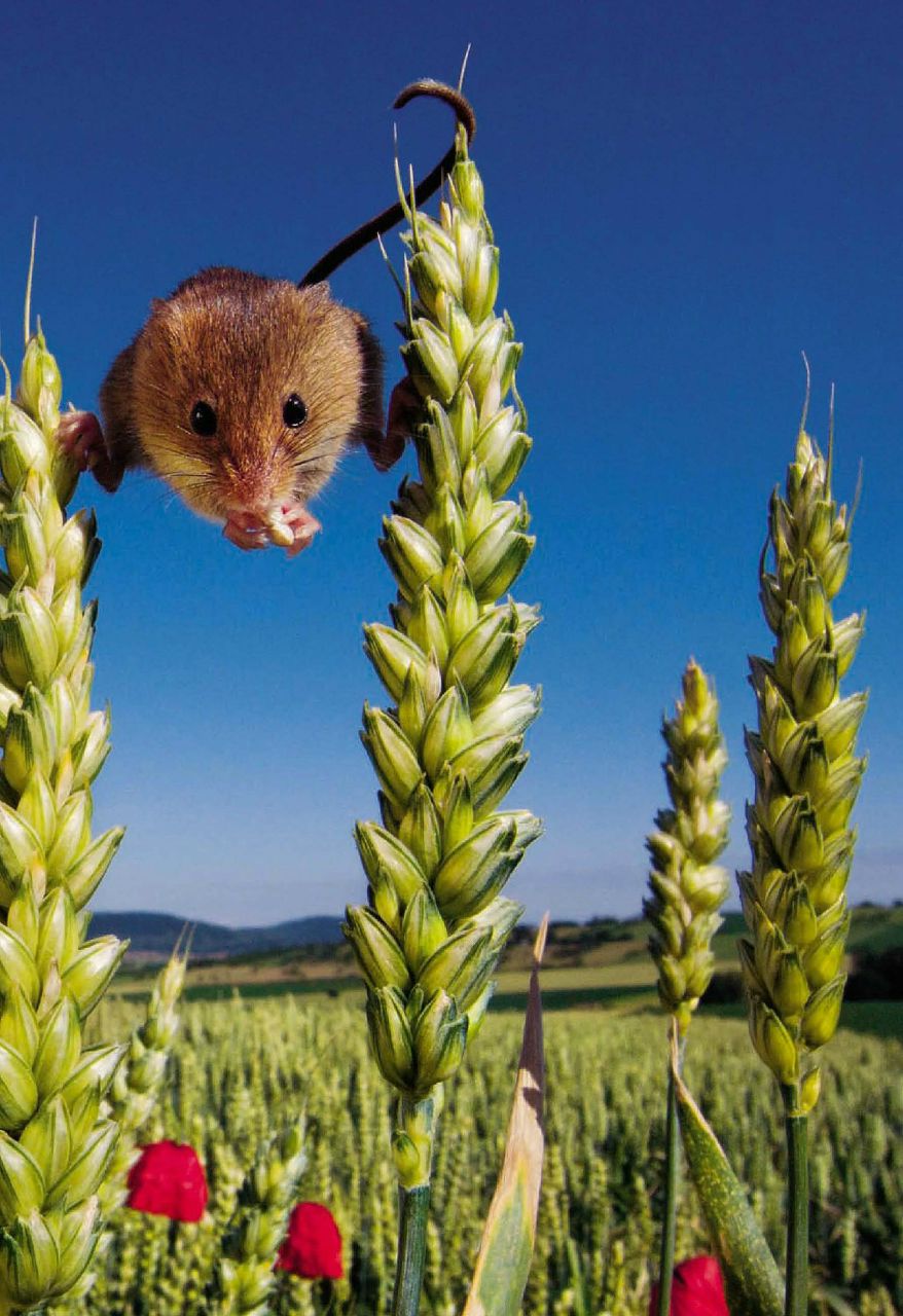 Андрей Береговой | Смоленск