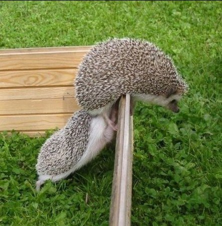 Антон Колючий добрый но | 