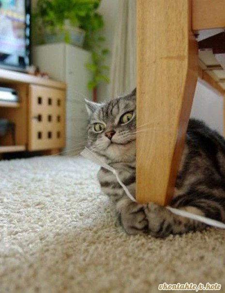 Елена Белкина | 