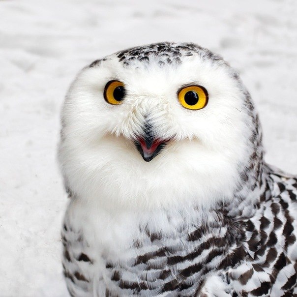 Даша Алфёрова | Тюмень