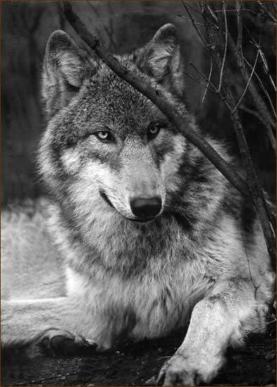 Ника Митюхина *Дневники вампира* | New York City