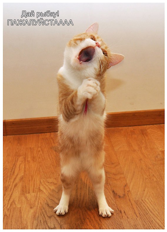 Андрей Байголов | 