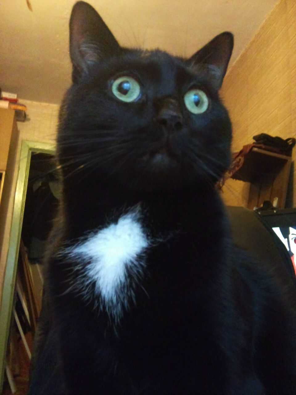 Миша Ryunskui Ариох | 