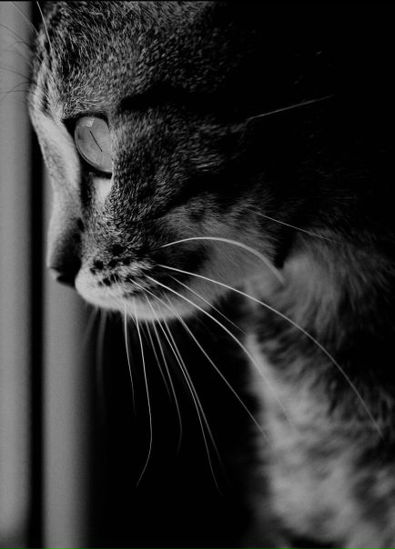 №36, Олена Хорошаєва-Жмінка, Львов №36, Олена Хорошаєва-Жмінка, Львов