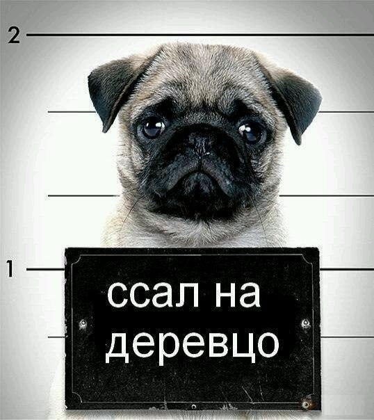 Андрей Поздняков | 