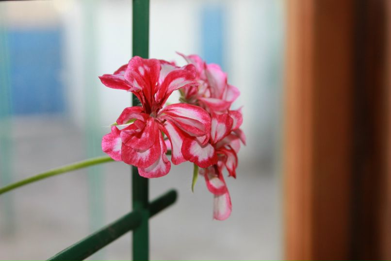 Лилия Гоменюк | Вышгород