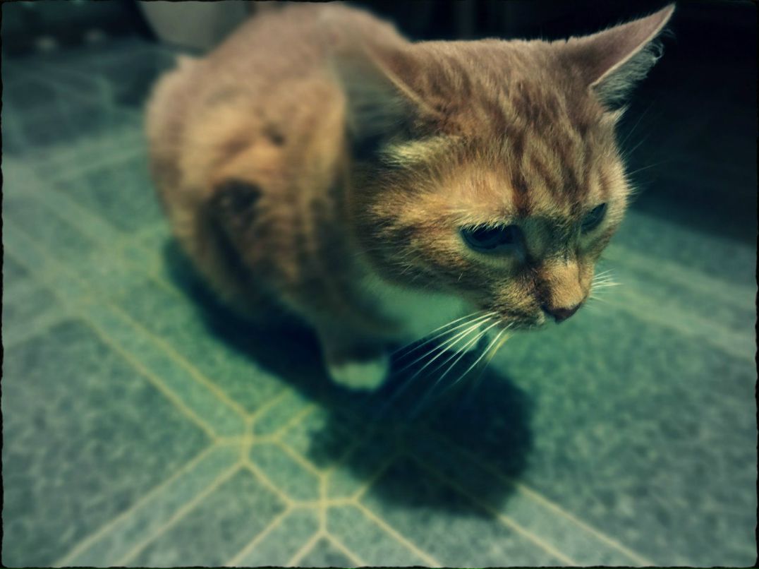 Katty Cruel † | Москва