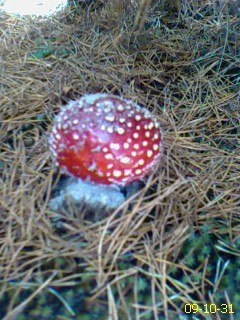 Гена Нетребко Михайлович | Киев