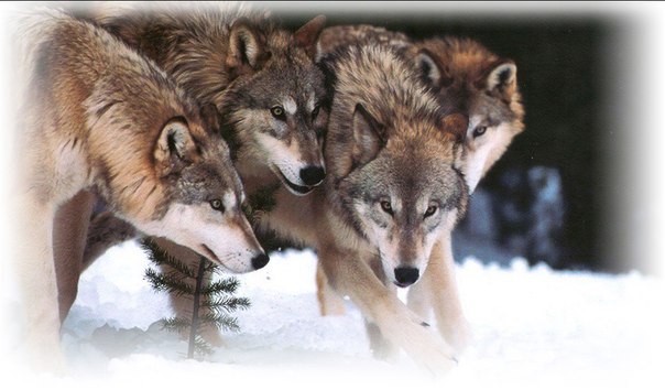 Джон Вашитон фото со стены #4