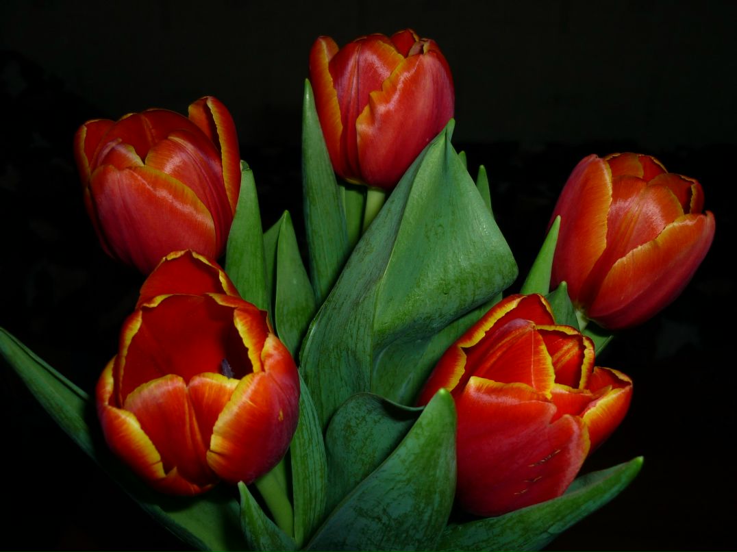 Елена Тихова | Санкт-Петербург