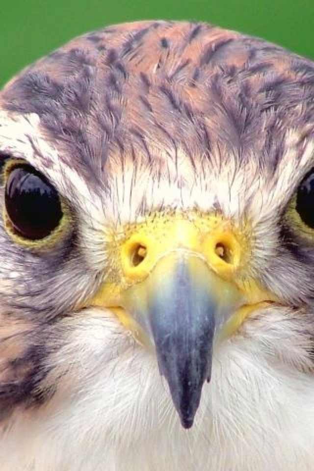 Алина Дмитриева | 