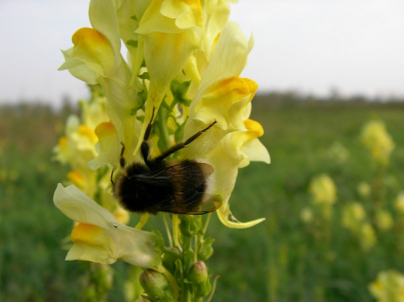 Мирон Зубалевич | Орехово-Зуево