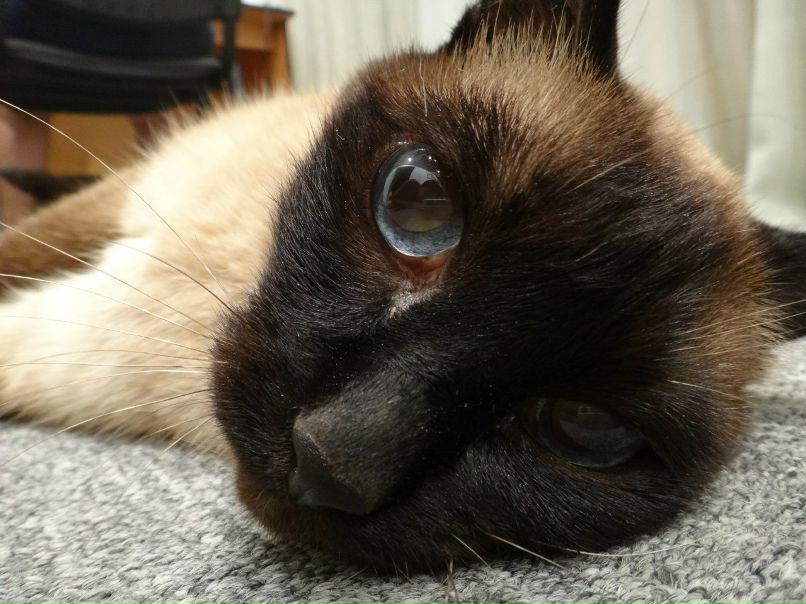 Григорий Петров | Москва