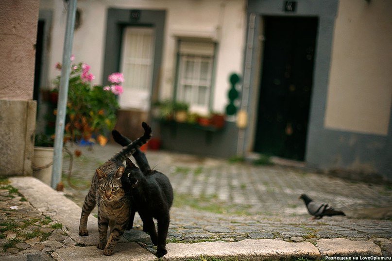 Анна Левинсон | Ришон ЛеЦион