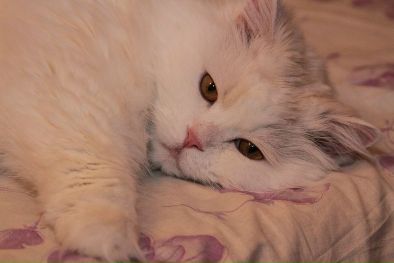 Сергей Киршин Счастливчик | Москва