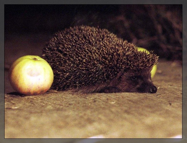 Марина Авдошкина | Пенза