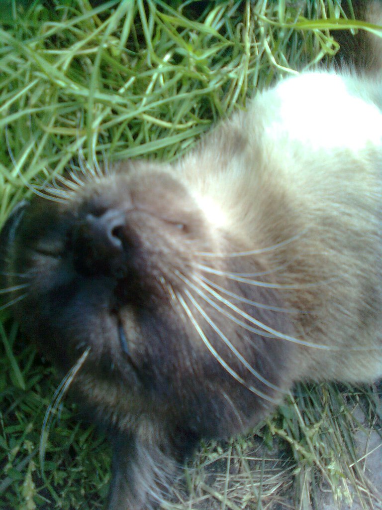 Maximus Максим | Шадринск