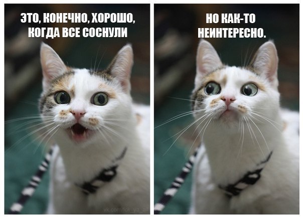 Алиса Чибис | Киев