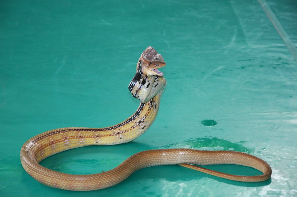 Nadezhda Belova | Алматы