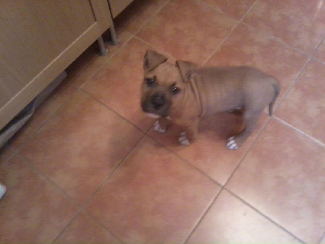 Timur Mengisanov Paisano | Раменское