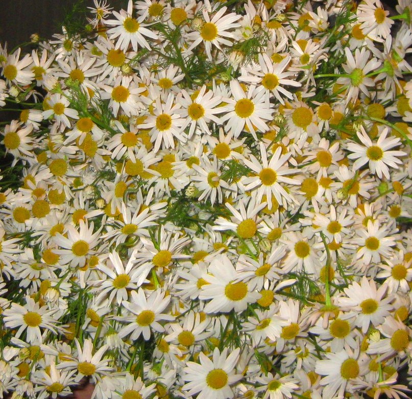 Ксения Мозговая | Зеленоград