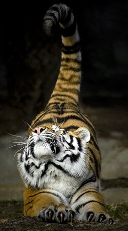 Дмитрий Константинович | Новосибирск