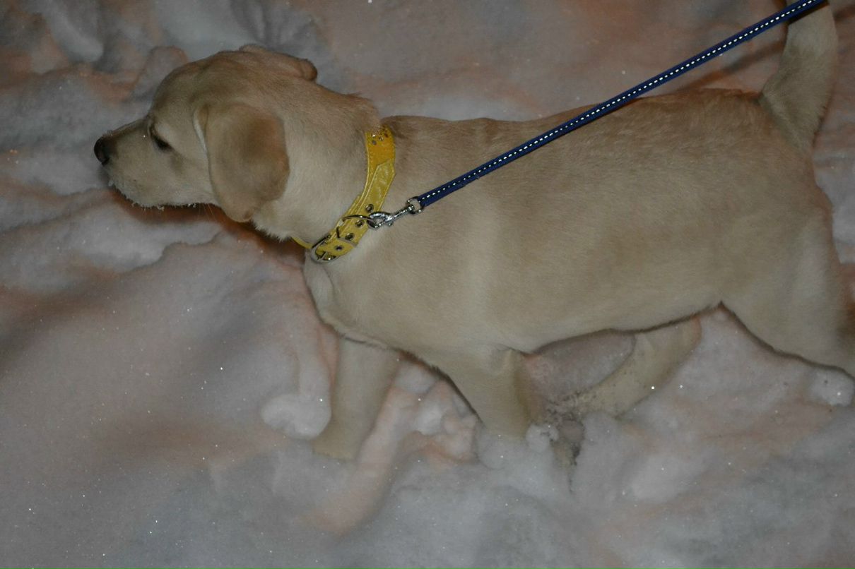 Виктор Дубский | 